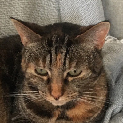 Tigra