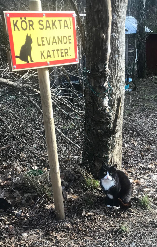 Katten Blixten hälsar välkommen till Hökamåla Katthotell.