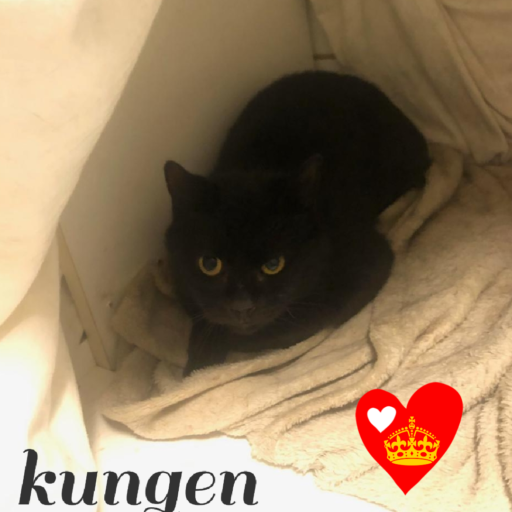 Kungen