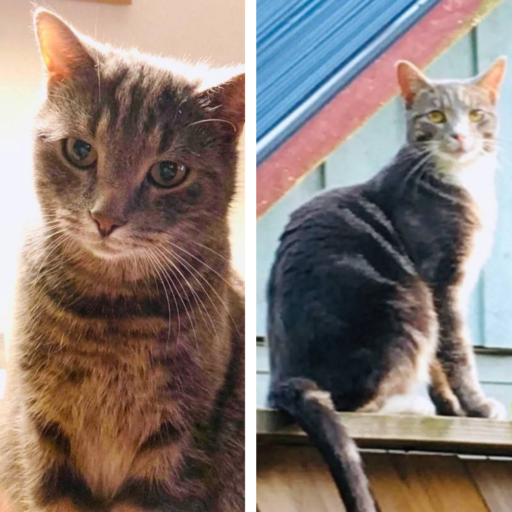 Maja / Benji