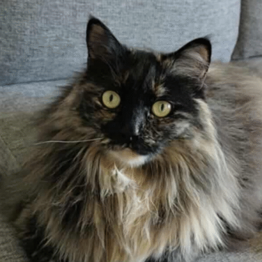 Gizmo