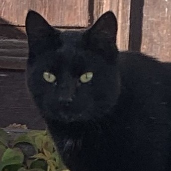 Nisse