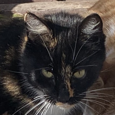 Sally