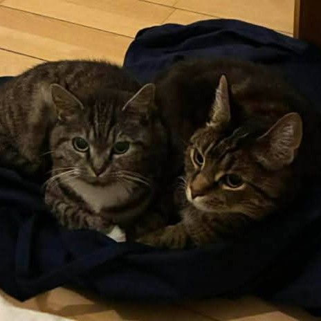 James / Zelda